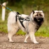 Hundeseler|Løbeturen^Non-stop dogwear Freemotion Harness | OUTLET