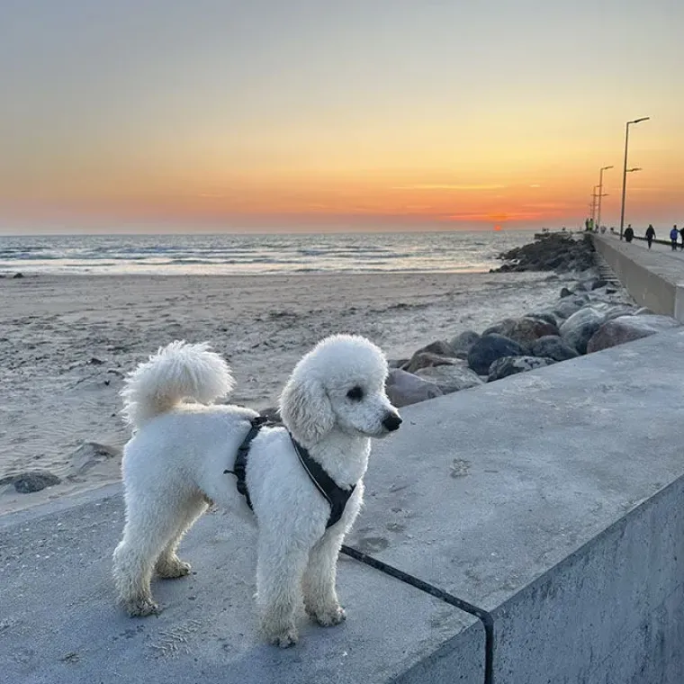 Hundeseler|Løbeturen^Non-stop dogwear Line Harness 5.0 | OUTLET
