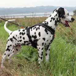 Hundeseler|Løbeturen^Non-stop dogwear Line Harness 5.0 | OUTLET