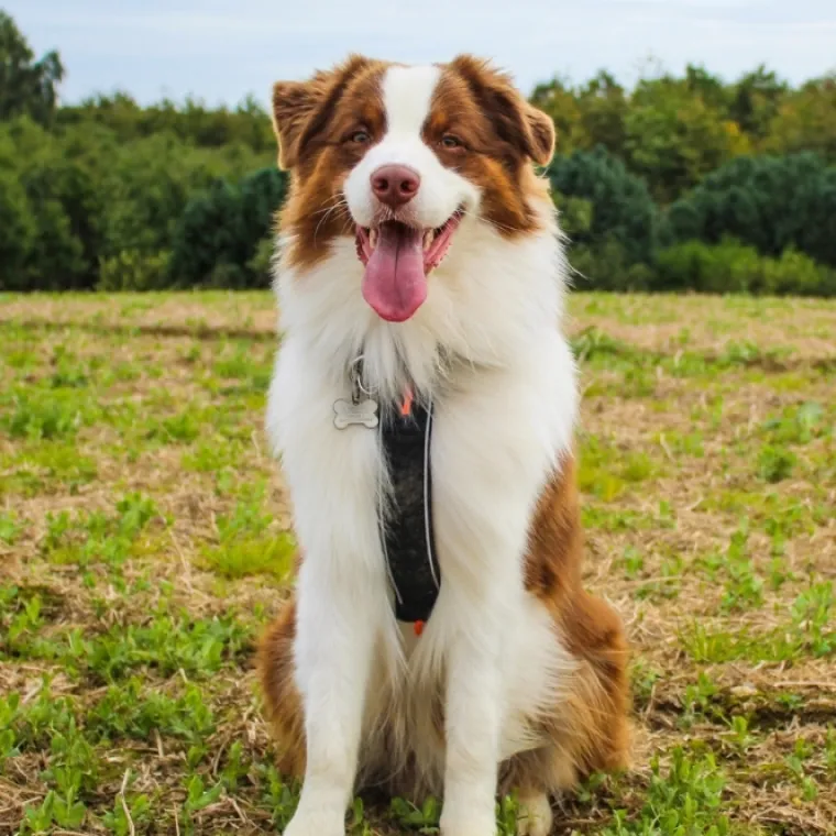 Hundeseler|Løbeturen^Non-stop dogwear Line Harness 5.0 | OUTLET