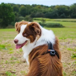 Hundeseler|Løbeturen^Non-stop dogwear Line Harness 5.0 | OUTLET
