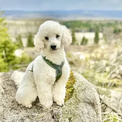 Hundeseler|Løbeturen^Non-stop dogwear Line Harness 5.0 | OUTLET