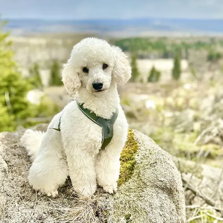 Hundeseler|Løbeturen^Non-stop dogwear Line Harness 5.0 | OUTLET