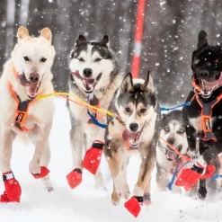 Hundeferien|Efterårsklar^Non-stop dogwear Long Distance bootie 4pk | OUTLET Blå