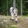 Hundesko^Non-stop dogwear protector bootie | 4 stk | OUTLET