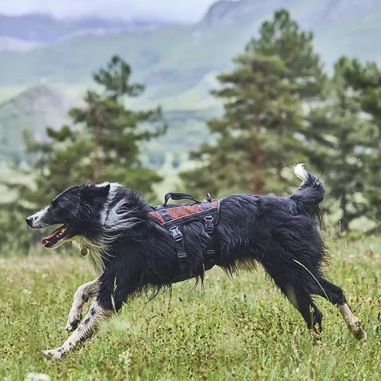Hundeseler|Løbeturen^Non-stop dogwear Rock Harness Long | OUTLET