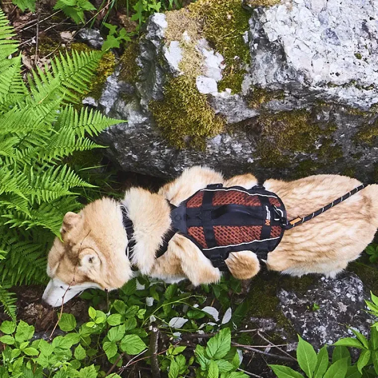 Hundeseler|Løbeturen^Non-stop dogwear Rock Harness Long | OUTLET