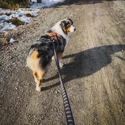 Løbeturen|Hundesnor^Non-stop dogwear Touring Bungee Leash | OUTLET