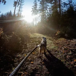 Løbeturen|Hundesnor^Non-stop dogwear Touring Bungee Leash | OUTLET