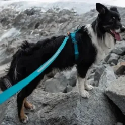 Løbeturen|Hundesnor^Non-stop dogwear Touring Bungee Leash | OUTLET