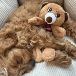 Plyslegetøj Til Hunde|Hvalpelegetøj^Nordic Paws Knitre bamser