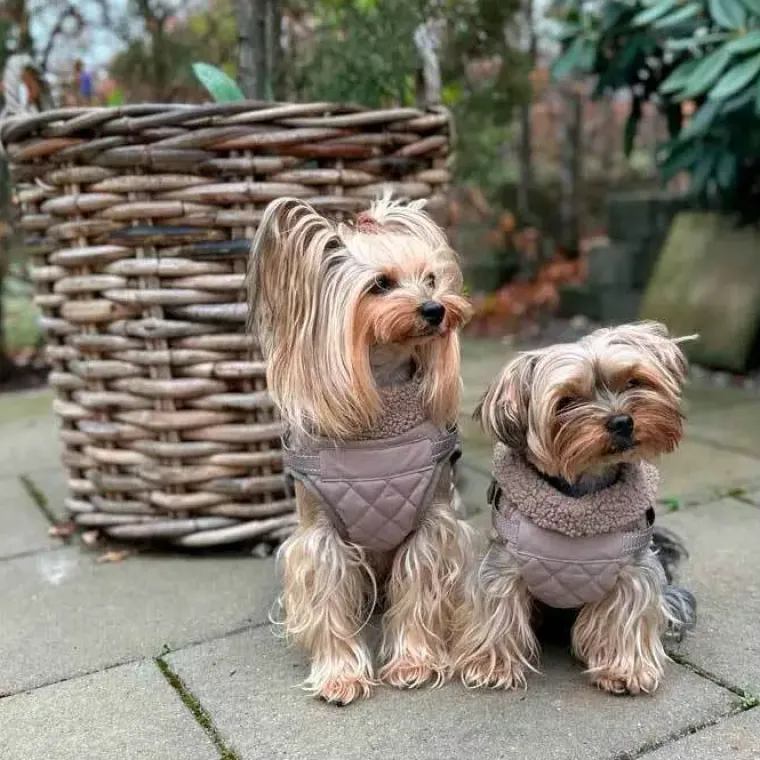 ❄️Klar Til Vintervejret|Efterårsklar^Ollipet Aarhus Hundejakke