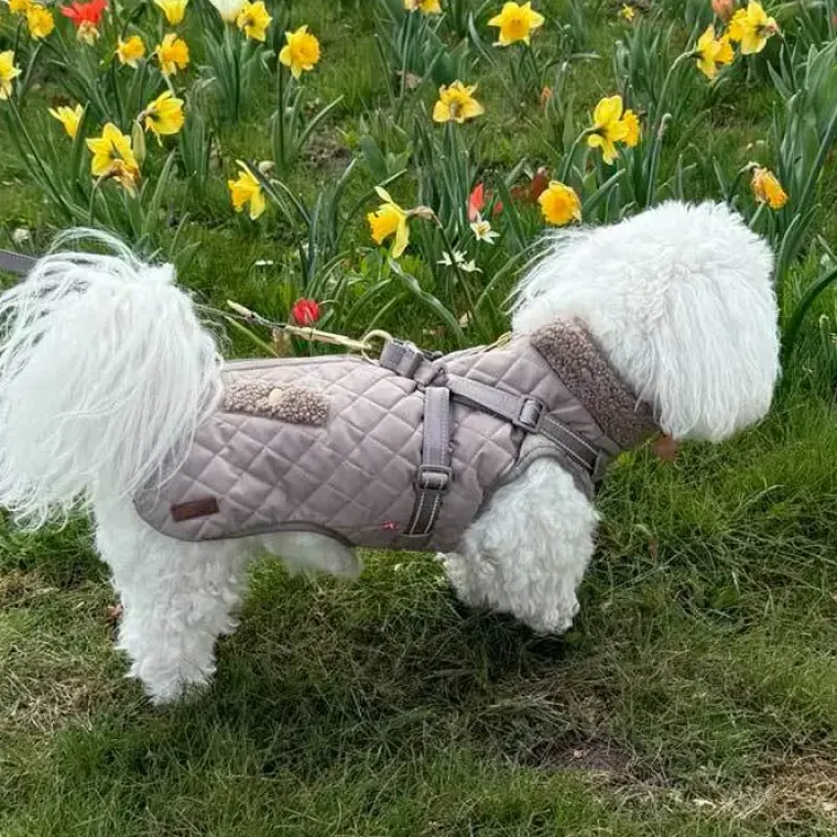 ❄️Klar Til Vintervejret|Efterårsklar^Ollipet Aarhus Hundejakke