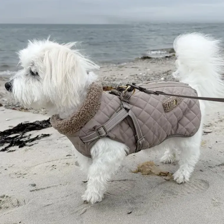 ❄️Klar Til Vintervejret|Efterårsklar^Ollipet Aarhus Hundejakke