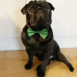 Nytårskurven|Julekurven^Ollipet Afstivet hundebutterfly