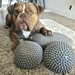 Ollipet Hundelegetøj|Hundetræning Og Klikker^Ollipet Balancepude