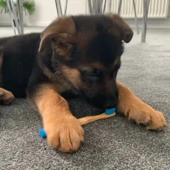 Miljøvenlige, Bæredygtige & Øko Produkter|Mund-, Øre- Og Øjenpleje^Ollipet Bambus Hundetandbørste