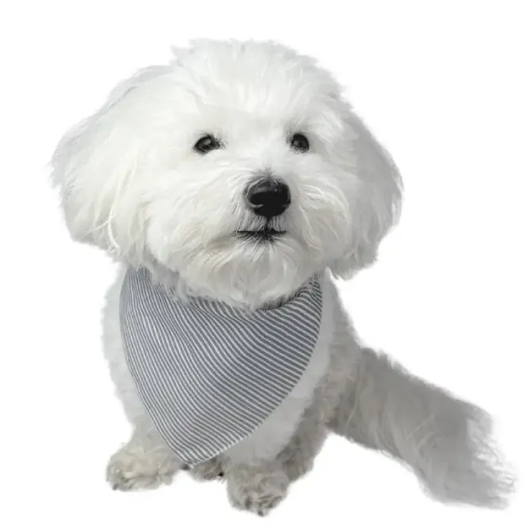Hundetøj^Ollipet Bandana til hunde | OUTLET