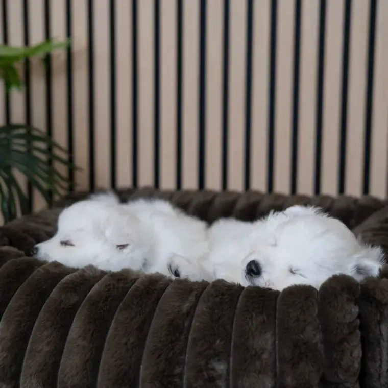 Hundesenge^Ollipet Bella Bloom Lounge hundekurve | Flere farver
