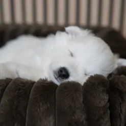 Hundesenge^Ollipet Bella Bloom Lounge hundekurve | Flere farver