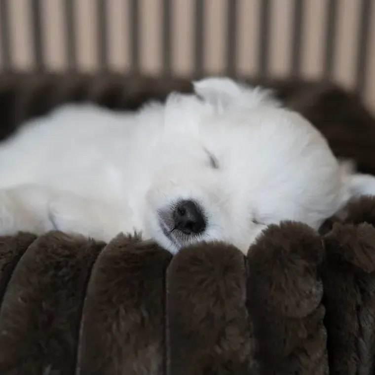 Hundesenge^Ollipet Bella Bloom Lounge hundekurve | Flere farver