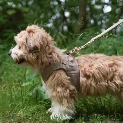 Hundeseler|Hvalpesele Og Hvalpeliner^Ollipet Bijou Step-in hundesele | Fløjl Olive Green