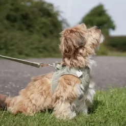 Hundeseler|Hvalpesele Og Hvalpeliner^Ollipet Bijou Step-in hundesele | Fløjl Olive Green
