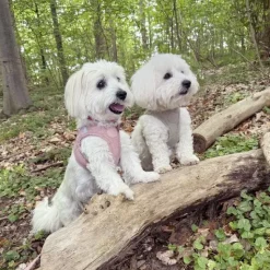 Hundeseler|Hvalpesele Og Hvalpeliner^Ollipet Bijou Step-in hundesele | Fløjl Olive Green