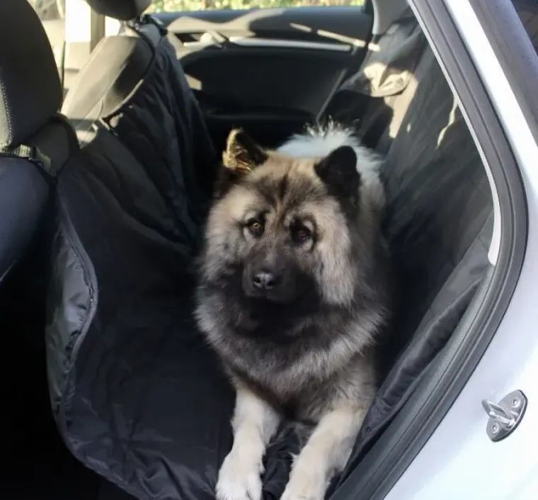 Biltransport Af Hund^Ollipet Bilsædebeskytter