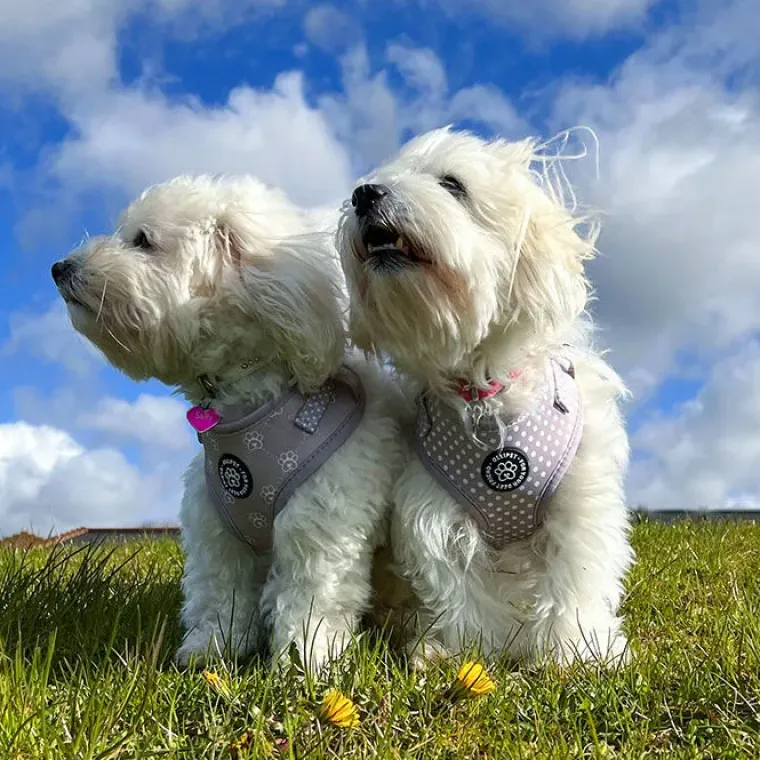 Hundeseler|Ollipet City Lux^Ollipet City Lux Hundesele | Olli Paws/Dots | OUTLET