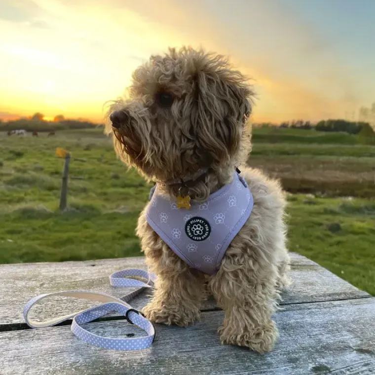 Hundeseler|Ollipet City Lux^Ollipet City Lux Hundesele | Olli Paws/Dots | OUTLET
