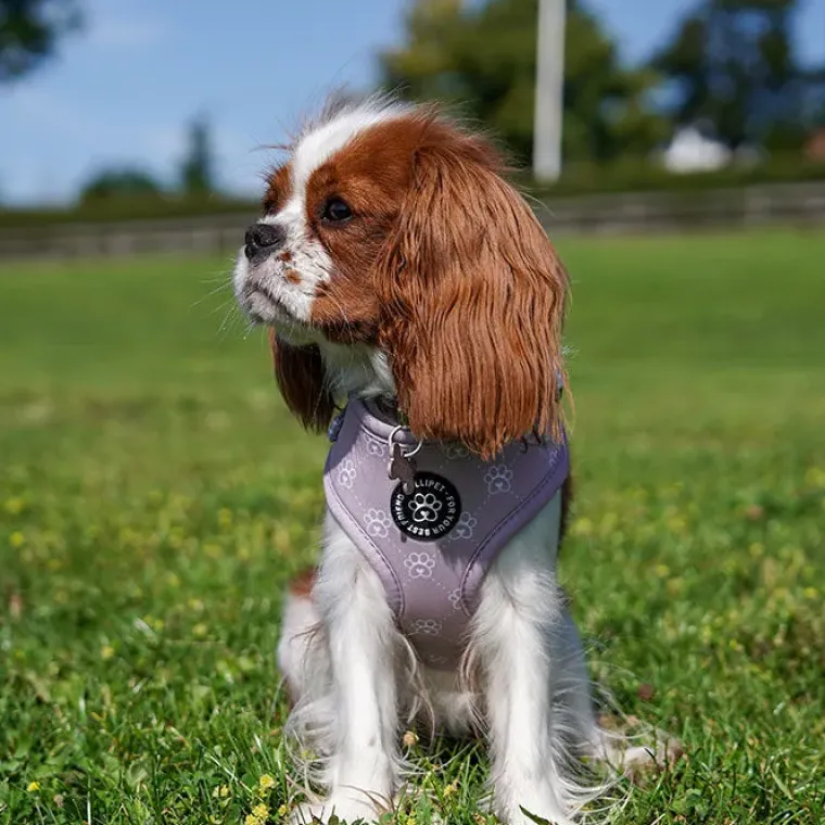 Hundeseler|Ollipet City Lux^Ollipet City Lux Hundesele | Olli Paws/Dots | OUTLET