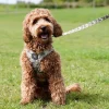 Ollipet City Lux|Hundesnor^Ollipet City Lux Hundesnor | Camouflage