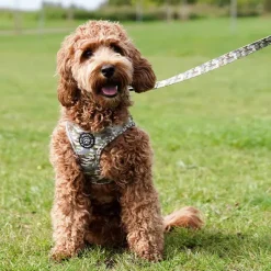 Hundeseler|Ollipet City Lux^Ollipet City Lux Step-in sele | Camouflage
