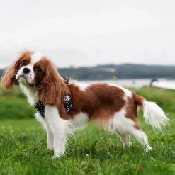 Hundeseler|Ollipet City Lux^Ollipet City Lux Step-in sele | Margueritter