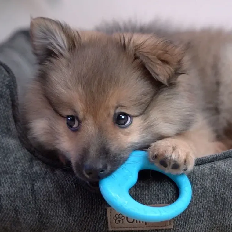 Ollipet Hundelegetøj|Hvalpelegetøj^Ollipet ColorPops – Luna Loop bidering