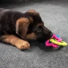 Ollipet Hundelegetøj|Hvalpelegetøj^Ollipet ColourPups - Bideringe til hvalpe