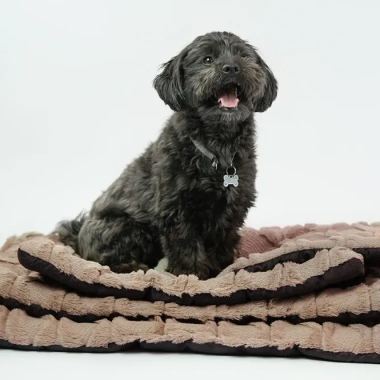 Hundesenge|Hundebur Og Tilbehør^Ollipet Cozy dream madras