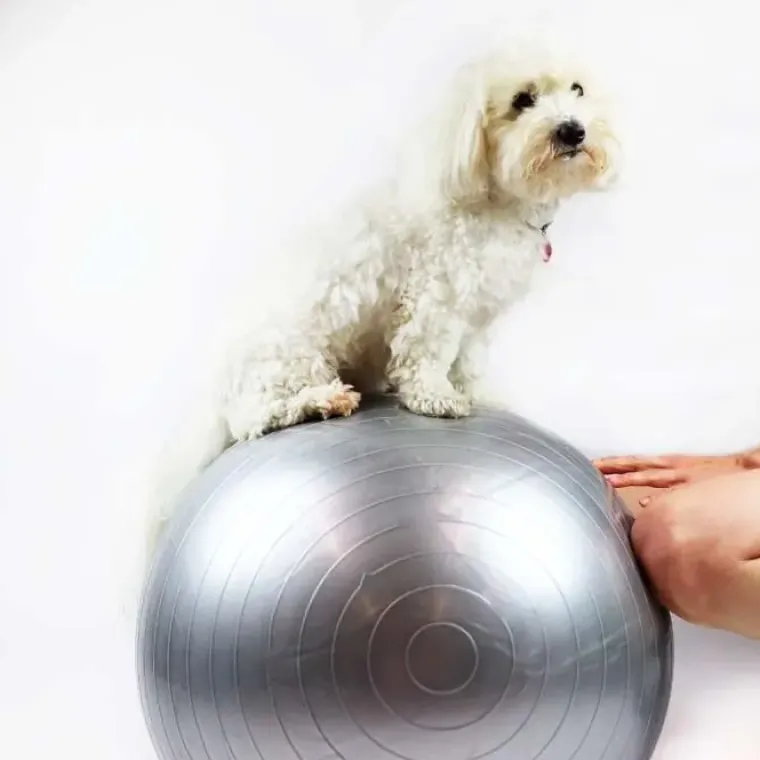 Hundetræning Og Klikker^Ollipet DogFit Air | Balance Ball