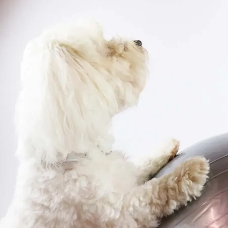 Hundetræning Og Klikker^Ollipet DogFit Air | Balance Ball