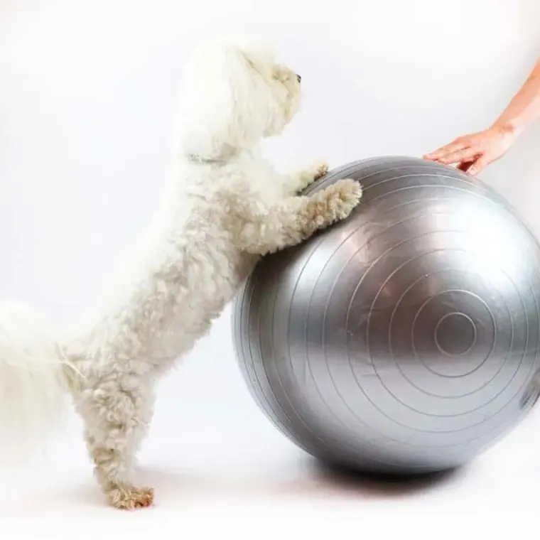 Hundetræning Og Klikker^Ollipet DogFit Air | Balance Ball