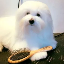 Show Grooming|Pelspleje^Ollipet Exclusive Oval Grooming Brush