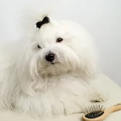 Show Grooming|Pelspleje^Ollipet Exclusive Tiny Miracle Brush