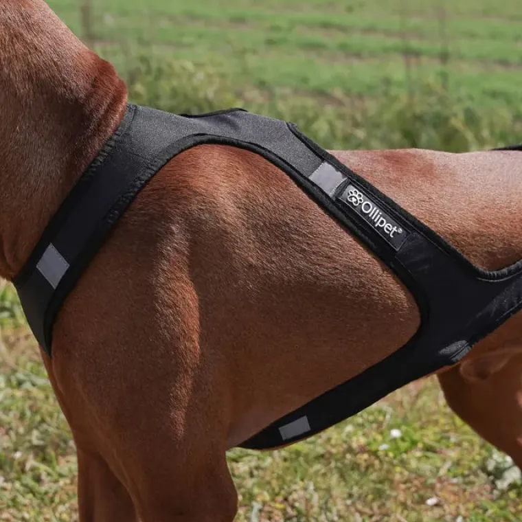 Hundeseler|Løbeturen^Ollipet Fast Runner Træksele