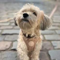 Hundeseler|Hvalpesele Og Hvalpeliner^Ollipet Flora Step-in hundesele