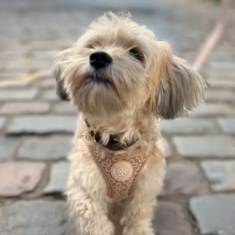 Hundeseler|Hvalpesele Og Hvalpeliner^Ollipet Flora Step-in hundesele