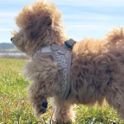 Hundeseler|Hvalpesele Og Hvalpeliner^Ollipet Flora Step-in hundesele