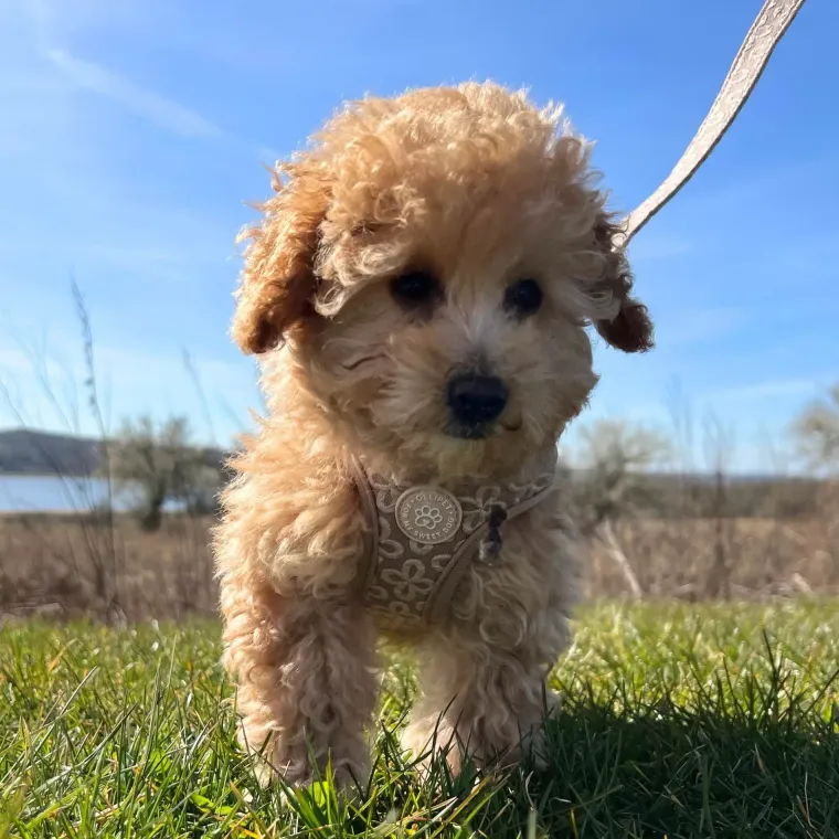 Hundeseler|Hvalpesele Og Hvalpeliner^Ollipet Flora Step-in hundesele