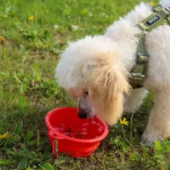 Løbeturen|Hundeferien^Ollipet Foldbar Vandskål | OUTLET