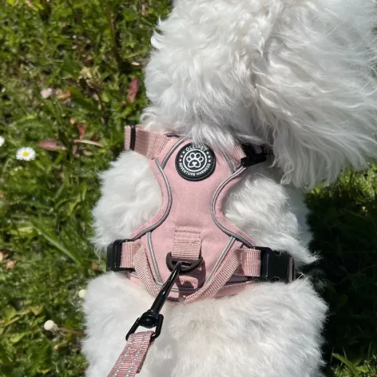 Hundeseler|Ollipet For Wagging Tails^Ollipet For Wagging Tails | Adventure Hundesele 2.0